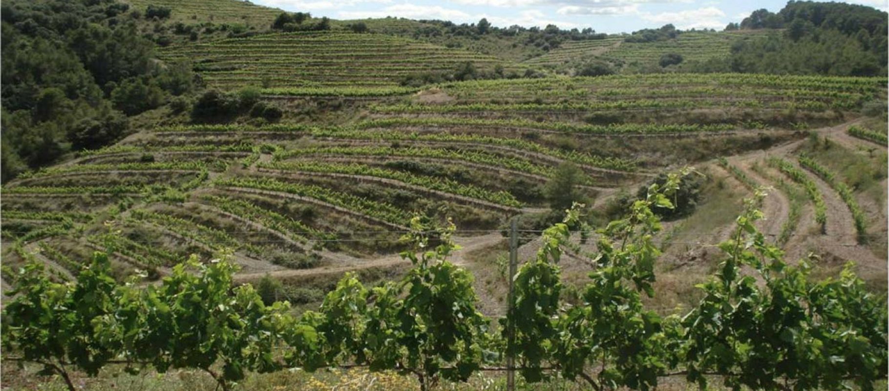 priorat-terroir-8